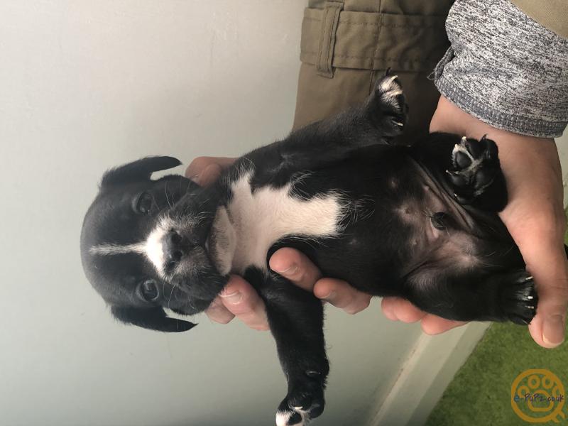french bulldog with floppy ears for sale