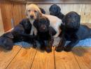 STUNNING LABRADOR KC REGISTERED pups FOR SALE - WARWICKSHIRE