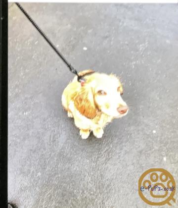 10 month old male cocker spaniel