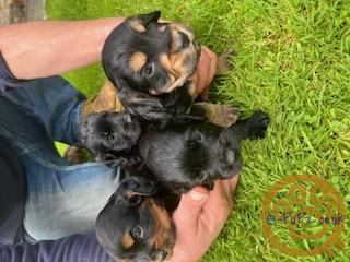 Working Cocker Spaniel Pups