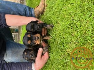 Working Cocker Spaniel Pups