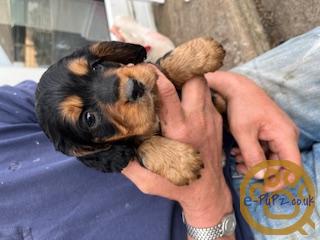 Working Cocker Spaniel Pups