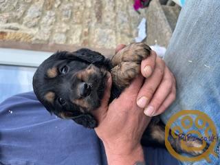 Working Cocker Spaniel Pups