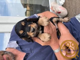 Working Cocker Spaniel Pups