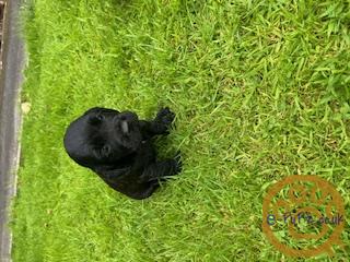 Working Cocker Spaniel Pups