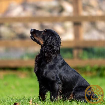 Working Cocker Spaniel Pups