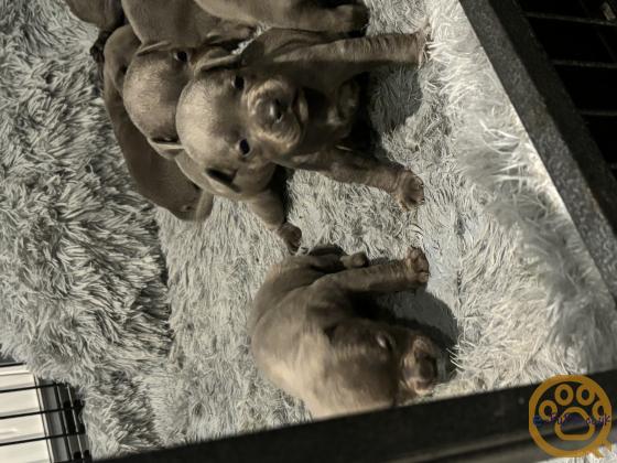 Blue staff puppies