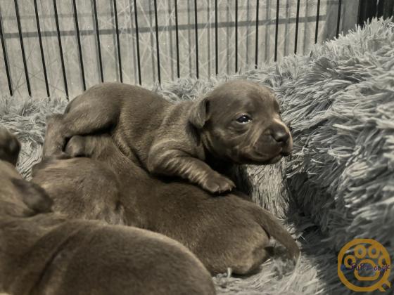 Blue staff puppies