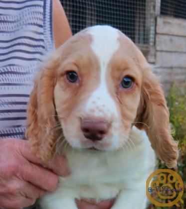 Working cocker spaniels