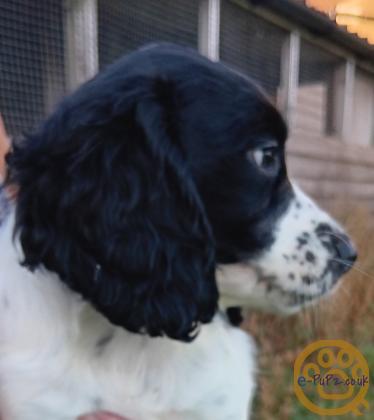 Working cocker spaniels