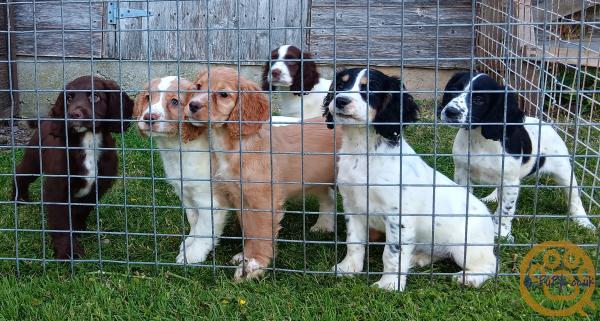 Working cocker spaniels