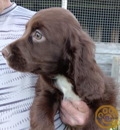 Working cocker spaniels