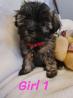 Maltipoo puppies for sale