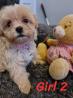 Maltipoo puppies for sale