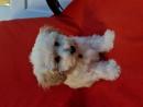 Maltipoo puppies for sale