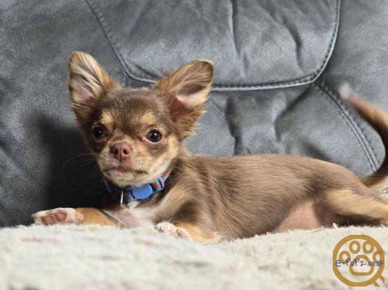 15 week chocolate and tan long hair chihuahua girl