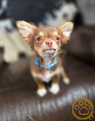 15 week chocolate and tan long hair chihuahua girl