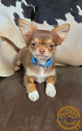 15 week chocolate and tan long hair chihuahua girl