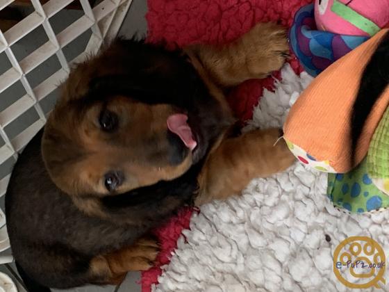 standard long haired Dachshunds ready to leave and fully vaccinated