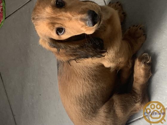 standard long haired Dachshunds ready to leave and fully vaccinated