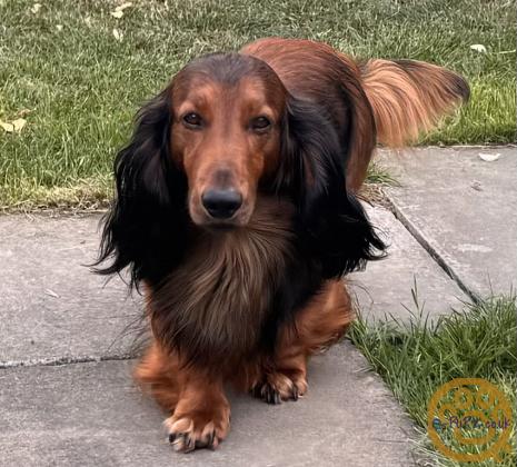 standard long haired Dachshunds ready to leave and fully vaccinated