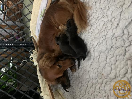 standard long haired Dachshunds ready to leave and fully vaccinated