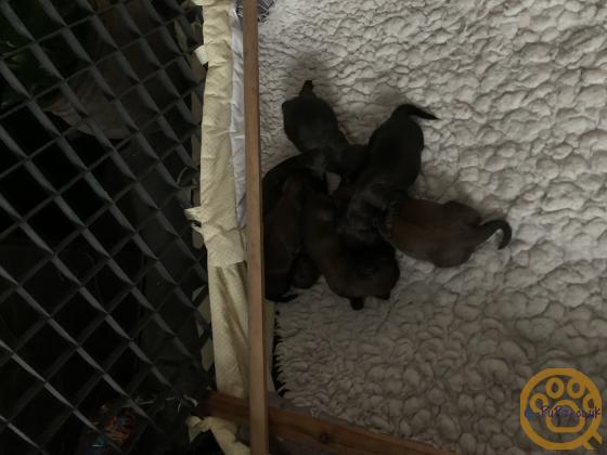 standard long haired Dachshunds ready to leave and fully vaccinated