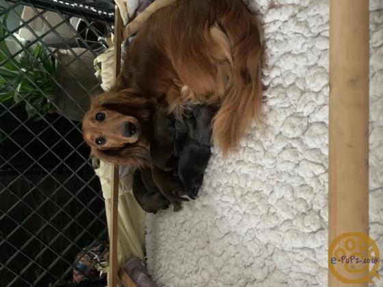 standard long haired Dachshunds ready to leave and fully vaccinated