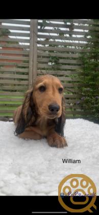 standard long haired Dachshunds ready to leave and fully vaccinated