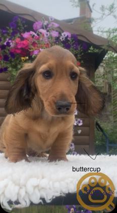 standard long haired Dachshunds ready to leave and fully vaccinated