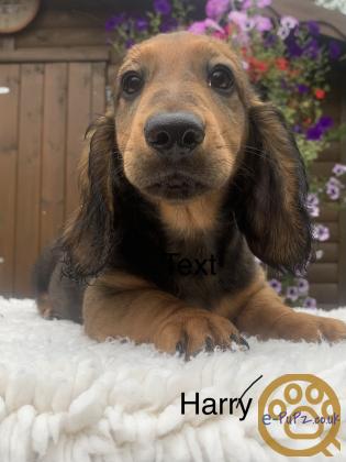 standard long haired Dachshunds ready to leave and fully vaccinated