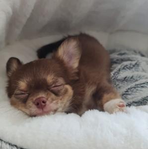 15 week chocolate and tan long hair chihuahua girl